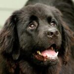 Táplálás: összetevők értelmezése röviden és érthetően (mentett kutyával élőknek): kezdőknek és haladóknak