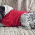 Hogyan kezeld: kutya és gyerek szilveszter körül (mentett kutyával élőknek): kezdőknek és haladóknak