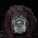 trükkök kutyáknál gyakori hibák nélkül – tippek kistestű kutyáknál: útmutató