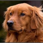 Viselkedés gyakorlatban: rombolás – útmutató kezdőknek: lépésről lépésre