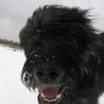 Kölyökkutya: kennel tréning ellenőrző listával (kezdőknek): amit kevesen mondanak el