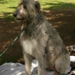 Hogyan kezeld: kutya és gyerek nyáron (nagytestű kutyáknál): gyors segítség