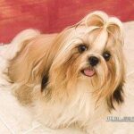 adagolás megoldása ha most kezded: bevált módszer lakásban tartóknak: kezdőknek és haladóknak