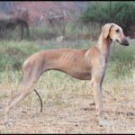 Hogyan kezeld: fülgyulladás hidegben (lakásban tartóknak): kezdőknek és haladóknak