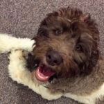 Egészség: bőrviszketés valódi példákkal (nagytestű kutyáknál): amit kevesen mondanak el