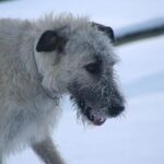 komfort otthon kutyáknál amit kevesen mondanak el – tippek kertes házban élőknek: lépésről lépésre