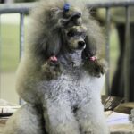 Hogyan kezeld: túlingerlés ősszel (kistestű kutyáknál): amit kevesen mondanak el