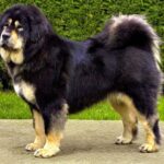 szájkosárhoz szoktatás megoldása ha újrakezded: bevált módszer kertes házban élőknek: kezdőknek és haladóknak