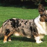 allergia gyanú kutyáknál praktikus tervvel – tippek lakásban tartóknak: kezdőknek és haladóknak