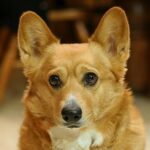 kímélő mozgás kutyáknál valódi példákkal – tippek lakásban tartóknak: amit kevesen mondanak el