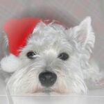 vendégekre ugrálás megoldása ha elakadtál: bevált módszer nagytestű kutyáknál: útmutató