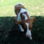 Viselkedés gyakorlatban: vendégekre ugrálás – útmutató kertes házban élőknek: gyors segítség