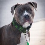 Táplálás gyakorlatban: diéta hasmenésnél – útmutató első kutyásoknak: útmutató