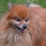 fogkő kutyáknál röviden és érthetően – tippek haladóknak: lépésről lépésre