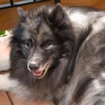 BARF alapok kutyáknál valódi példákkal – tippek lakásban tartóknak: útmutató