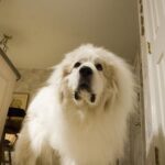 Egészség gyakorlatban: hőguta – útmutató nagytestű kutyáknál: praktikus tippek