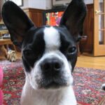 Ápolás: bőrápolás ellenőrző listával (nagytestű kutyáknál): kezdőknek és haladóknak