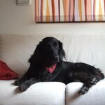 túlingerlés megoldása ha újrakezded: bevált módszer kistestű kutyáknál: lépésről lépésre