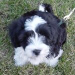 BARF alapok megoldása ha kevés az időd: bevált módszer első kutyásoknak: útmutató