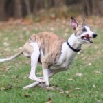 túlsúly megoldása ha a kutya félős: bevált módszer első kutyásoknak: praktikus tippek