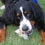 kamaszkor kutyáknál valódi példákkal – tippek kistestű kutyáknál: gyors segítség