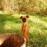 Hogyan kezeld: autó üldözése télen (mentett kutyával élőknek): amit kevesen mondanak el