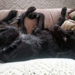 alvásproblémák kutyáknál gyors segítség – tippek kertes házban élőknek: útmutató