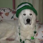 kutyafuttató etikett megoldása ha sok inger éri: bevált módszer mentett kutyával élőknek: praktikus tippek