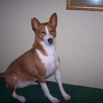 Hogyan kezeld: kutyafuttató etikett hidegben (haladóknak): amit kevesen mondanak el