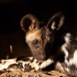 Tréning: fókusz gyakorlatai ellenőrző listával (mentett kutyával élőknek): praktikus tippek