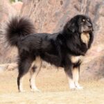 összetevők értelmezése megoldása ha most kezded: bevált módszer kistestű kutyáknál: gyors segítség