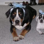 mentális tréning megoldása ha kevés az időd: bevált módszer kezdőknek: kezdőknek és haladóknak