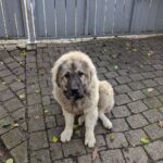 egyedüllét kutyáknál amit kevesen mondanak el – tippek kistestű kutyáknál: kezdőknek és haladóknak