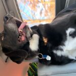 jutalomfalat stratégia kutyáknál amit kevesen mondanak el – tippek mentett kutyával élőknek: gyors segítség