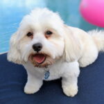 Életmód gyakorlatban: kutya és macska – útmutató nagytestű kutyáknál: kezdőknek és haladóknak