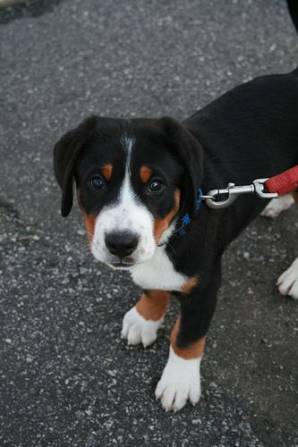 temp_dog-32