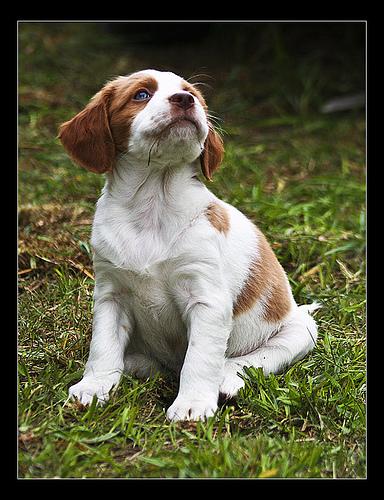 temp_dog-33