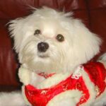 Tréning: szájkosárhoz szoktatás praktikus tervvel (kertes házban élőknek): lépésről lépésre