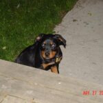 vendégekre ugrálás kutyáknál praktikus tervvel – tippek nagytestű kutyáknál: lépésről lépésre