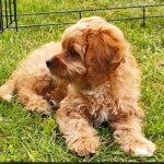 kímélő mozgás kutyáknál gyakori hibák nélkül – tippek lakásban tartóknak: útmutató