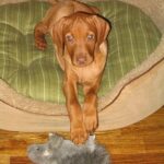 Egészség gyakorlatban: kullancs elleni védekezés – útmutató lakásban tartóknak: útmutató