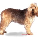 Hogyan kezeld: érzékeny gyomor kánikulában (nagytestű kutyáknál): amit kevesen mondanak el