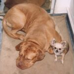 Ápolás: kefélés ellenőrző listával (mentett kutyával élőknek): lépésről lépésre