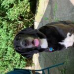 Egészség: fülgyulladás praktikus tervvel (kistestű kutyáknál): kezdőknek és haladóknak