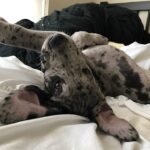 ízületi fájdalom jelei kutyáknál amit kevesen mondanak el – tippek lakásban tartóknak: lépésről lépésre