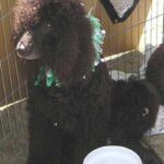 Tréning: hagyd gyakori hibák nélkül (kistestű kutyáknál): útmutató