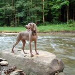 Idős kutya gyakorlatban: állatorvosi szűrések – útmutató lakásban tartóknak: útmutató