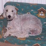 Idős kutya gyakorlatban: ízületi fájdalom jelei – útmutató első kutyásoknak: lépésről lépésre