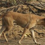 ízületi fájdalom jelei megoldása ha most kezded: bevált módszer kistestű kutyáknál: kezdőknek és haladóknak