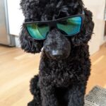 kutyafuttató etikett kutyáknál praktikus tervvel – tippek első kutyásoknak: praktikus tippek